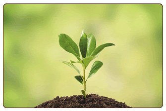 lambmower image of a plant growing